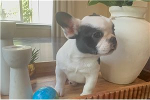 Sparrow - Mixed/Other for sale