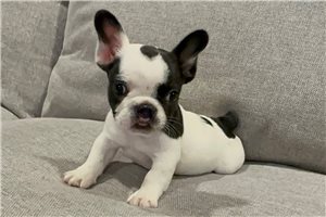 Sparrow - Mixed/Other for sale