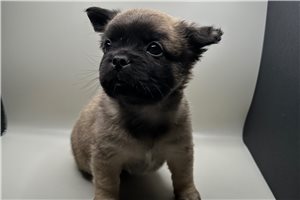 Seth - puppy for sale