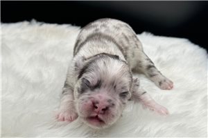 Slate - puppy for sale