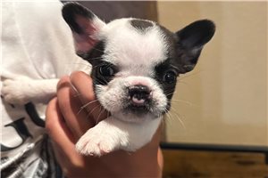 Sparrow - Mixed/Other for sale