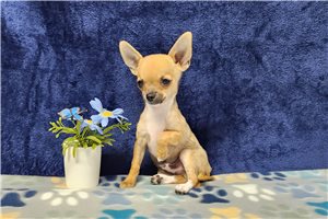 Fenway - Chihuahua for sale