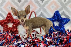 Fern - puppy for sale