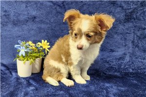 Judge - puppy for sale
