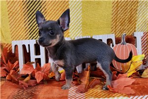 Mishka - Chihuahua for sale
