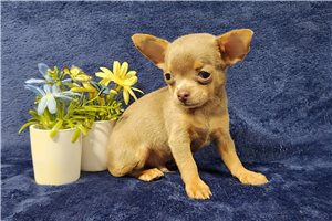 Juke - puppy for sale
