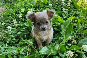 Kingston - Chihuahua for sale