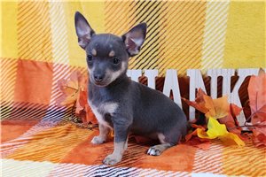 Mocca - Chihuahua for sale