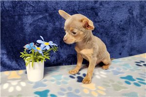 Juke - Chihuahua for sale