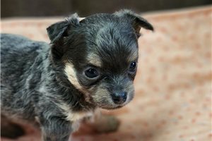 Katie - Chihuahua for sale