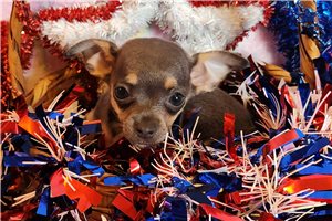 Arch | Puppies For Sale at Pawrade