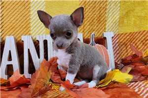 Misty - puppy for sale