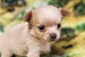 Kip - Chihuahua for sale