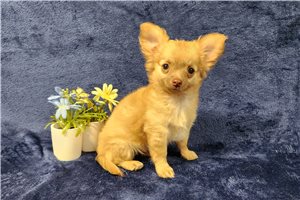 Juno - Chihuahua for sale