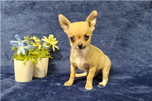 Fenway - Chihuahua for sale