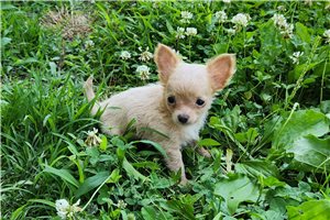 Kip - Chihuahua for sale