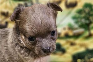 Kingston - Chihuahua for sale