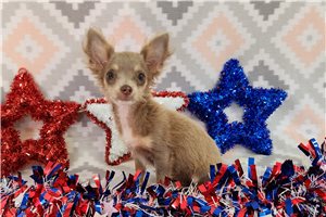 Faith - Chihuahua for sale