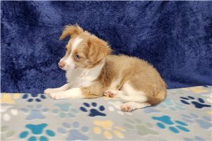 Judge - Chihuahua for sale