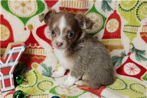 Nora - Chihuahua for sale