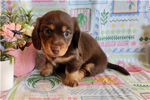 Emily - Dachshund, Mini for sale