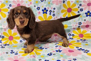 Emily - Dachshund, Mini for sale