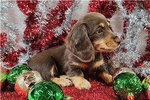 Dargo - puppy for sale