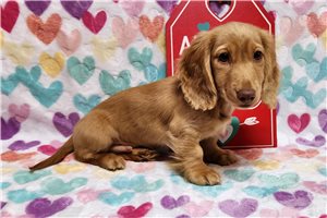 Dash - puppy for sale