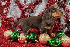 Darla - Dachshund, Mini for sale