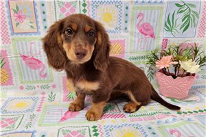 Emily - Dachshund, Mini for sale