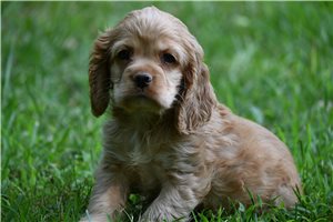 Balto - Cocker Spaniel for sale