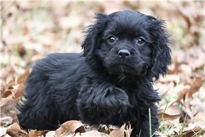 Casper - Cocker Spaniel for sale