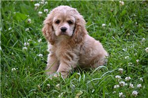 Sebastian - Cocker Spaniel for sale