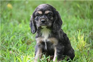 Bandit - Cocker Spaniel for sale