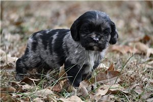 Cassius - Cocker Spaniel for sale