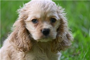 Oprah - Cocker Spaniel for sale