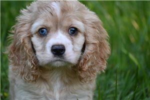 Samuel - Cocker Spaniel for sale