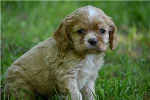 Oaklynn - puppy for sale