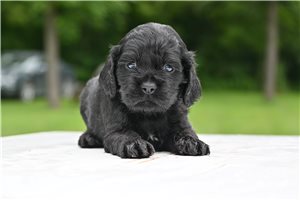 Bailey - puppy for sale