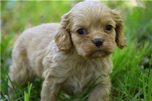 Onyx - puppy for sale
