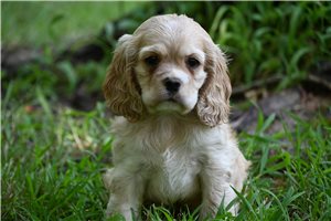 Banjo - Cocker Spaniel for sale