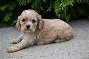 Banjo - puppy for sale