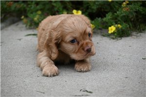 Babe - puppy for sale