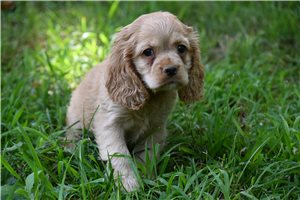 Babe - Cocker Spaniel for sale