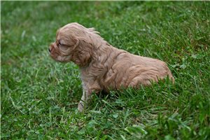 Balto - Cocker Spaniel for sale