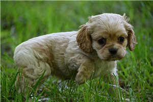 Olivia - puppy for sale