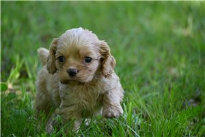 Oliver - Cocker Spaniel for sale
