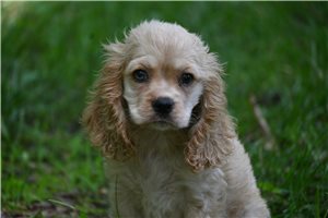 Oprah - Cocker Spaniel for sale