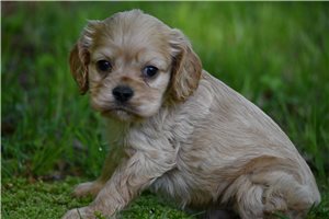 Oscar - Cocker Spaniel for sale