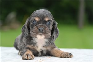 Bandit - puppy for sale